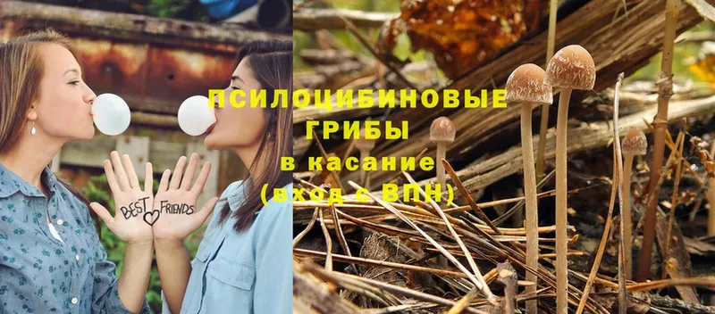 Псилоцибиновые грибы Psilocybine cubensis  Боровичи 